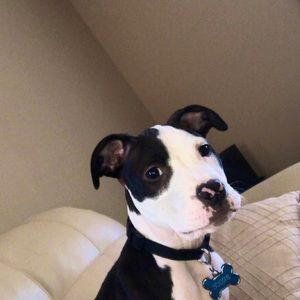 Meet your Posher, Alex